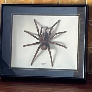 Large Peruvian Striped Tarantula in Display Frame